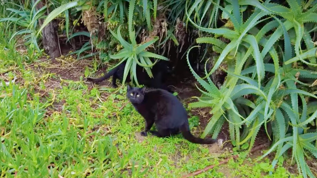 How do stray cats survive when it Rains? Cinematic Cat Vlog