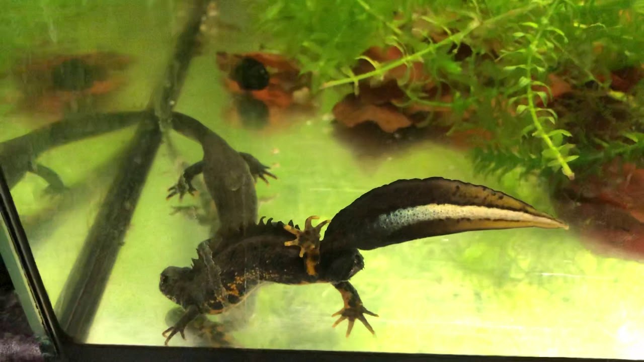 Triturus cristatus