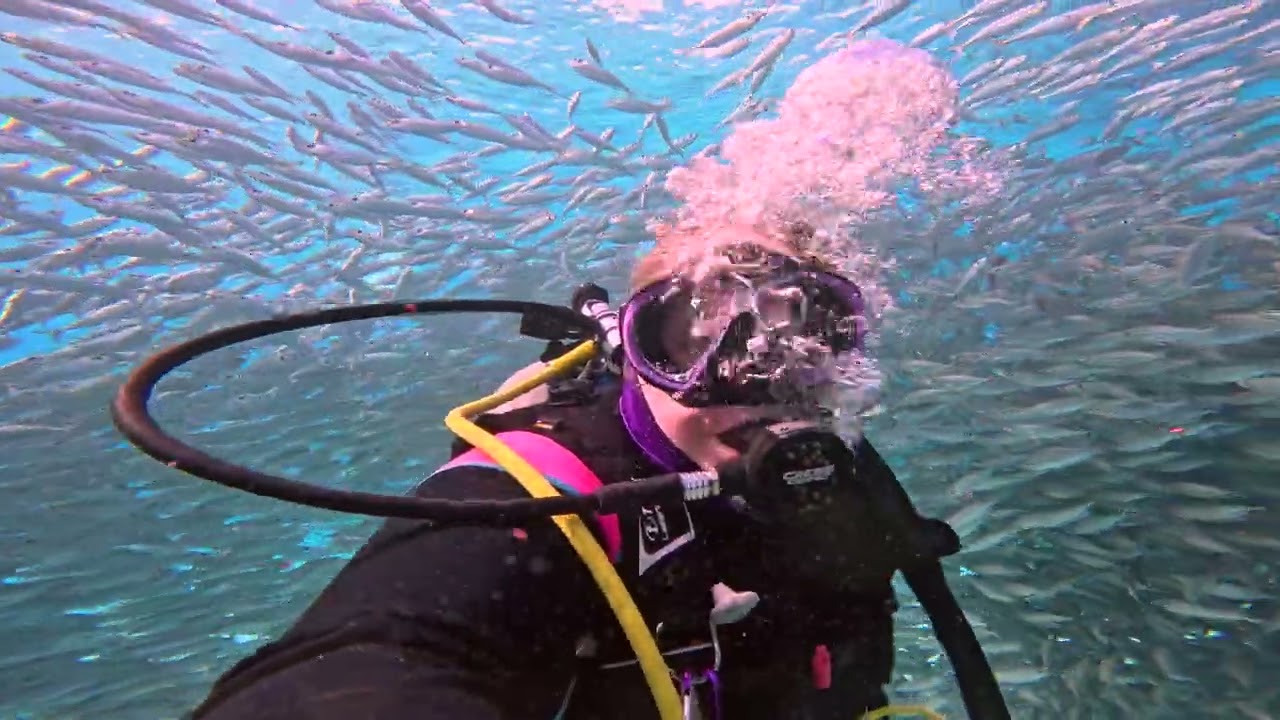 SCUBA Diving with a Bait Ball - Bonaire 2025