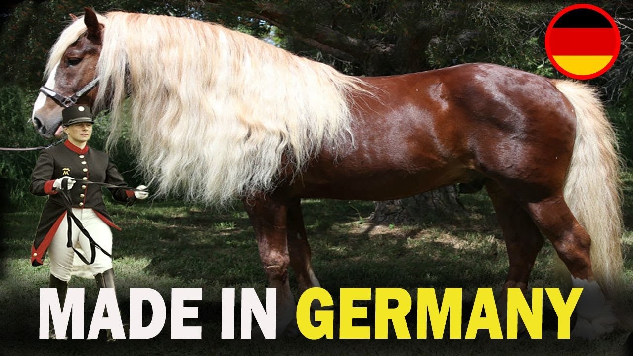 6 RARE German Origin Horse Breeds You Don’t Know About!!