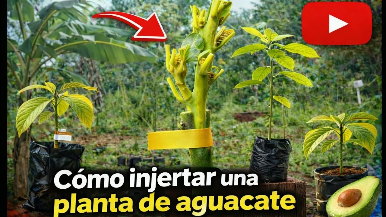 “Cómo injertar aguacate criollo, tutorial fácil y rápido”