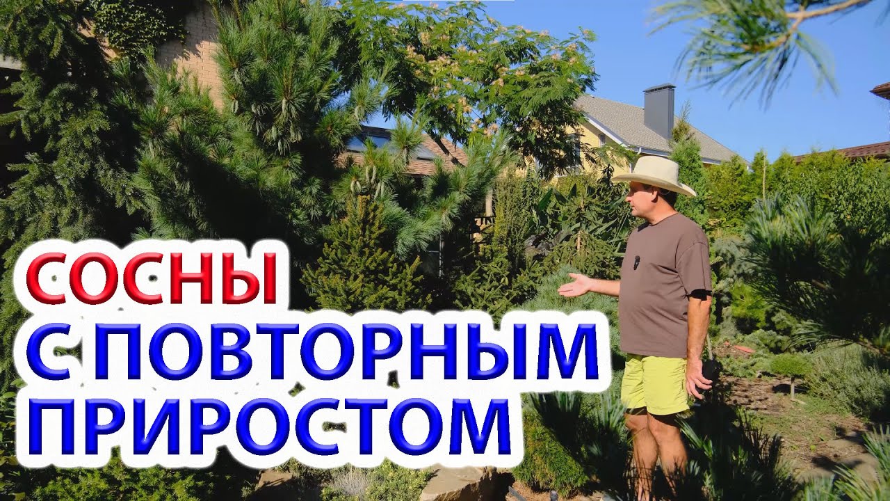 Сосны с повторным приростом за сезон. Декоративные хвойные сада ч.1.