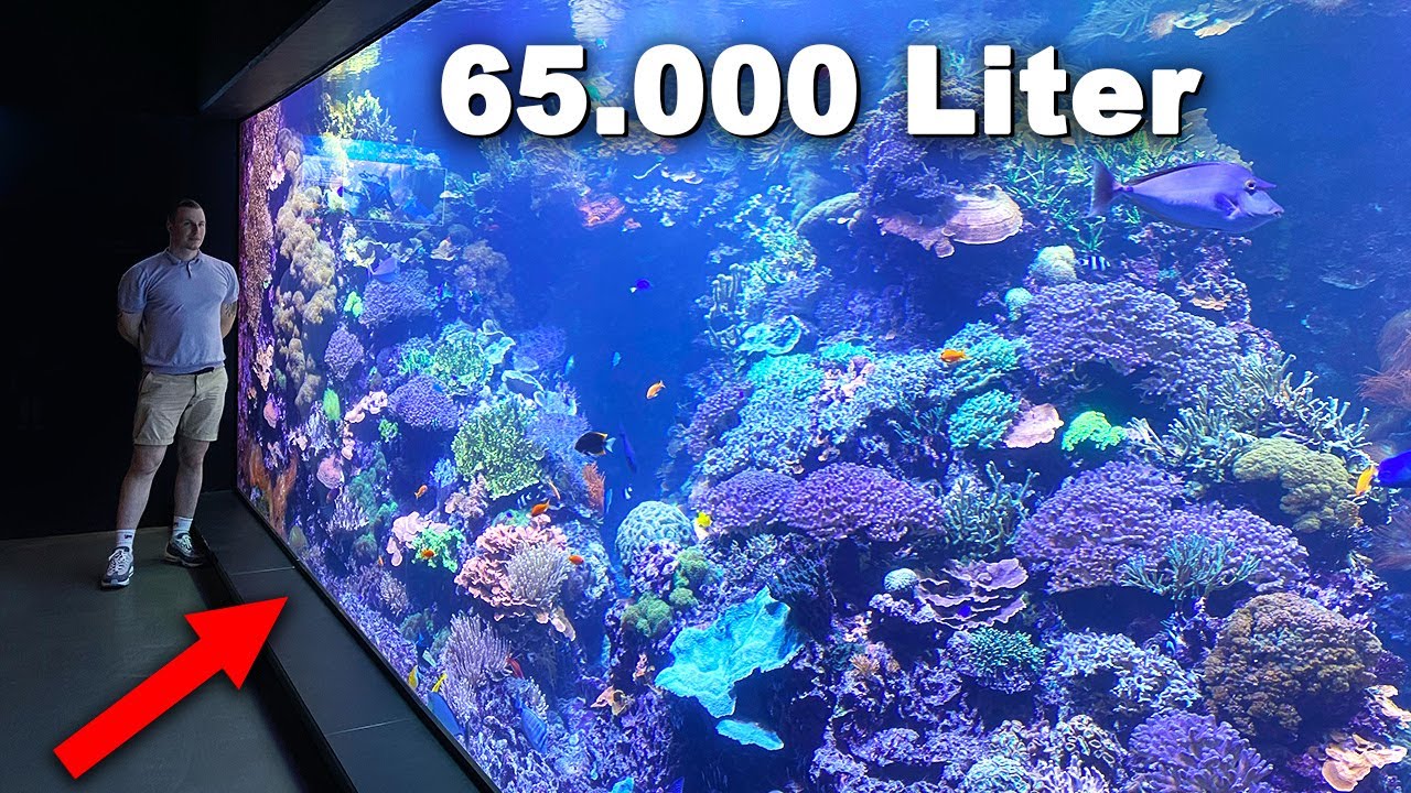 65.000 Liter AQUARIUM EXTREM ... Ich darf hinter die Kulissen!!