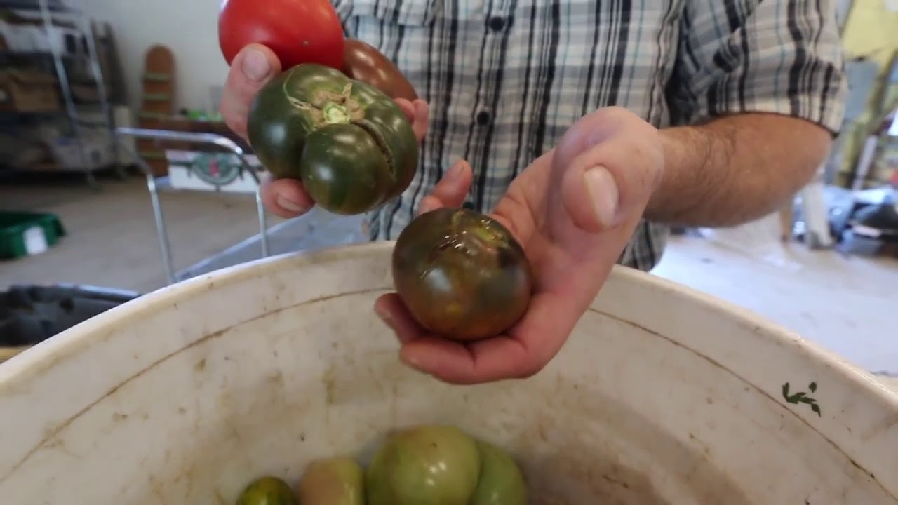Sort it out! How to sort tomatoes after harvest
