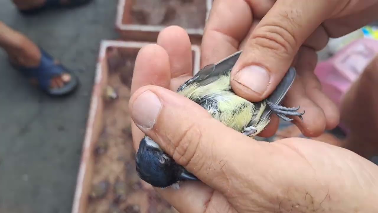 سوق القريعة للطيور طائر الحداد (البيانو) او القرقف الكبير