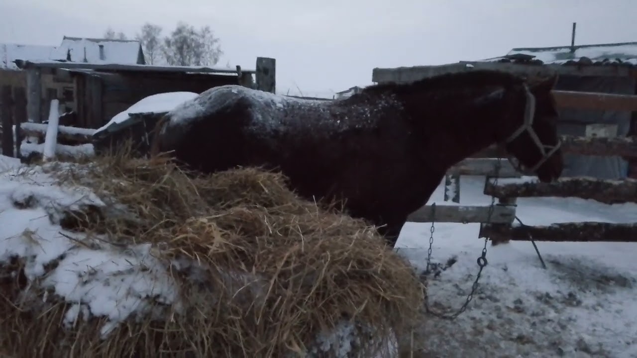 Вечер, нас замело! Холодно! Зайка, Майка! 