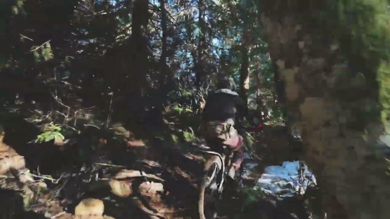 Bear Bunz & Mumbo Jumbo (chase cam)