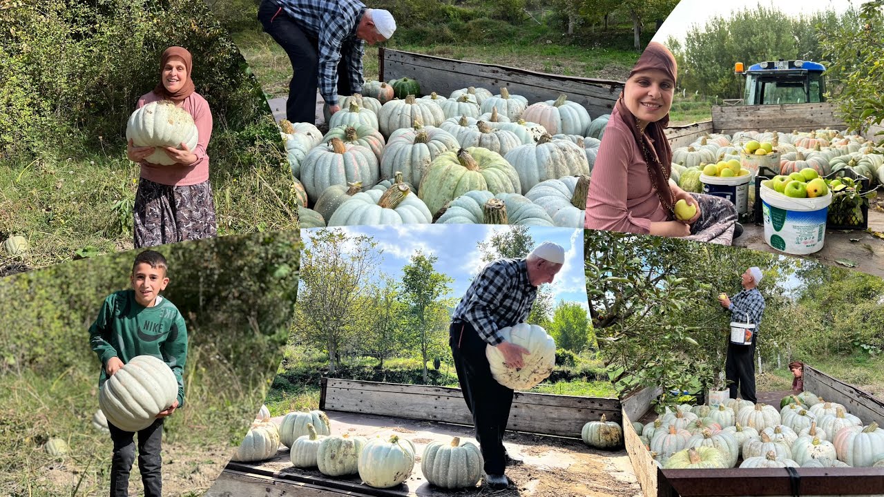 Kabak hasadımız elma 🍏topladık bahçede temizlik sarımsağı sattık  köyde günlük işler öğlen yemeği