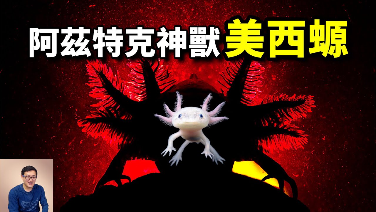 美西螈：擁有逆天能力，卻被當做寵物，你養的六角恐龍，竟是阿茲特克神獸！【老肉雜談】#動物 #寵物 #水族 #蠑螈 #六角恐龍