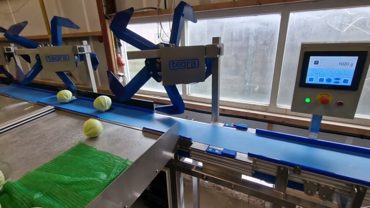 Efficiënte Kool Sorteermachine – Automatische Gewichtssortering | Tegra Systems