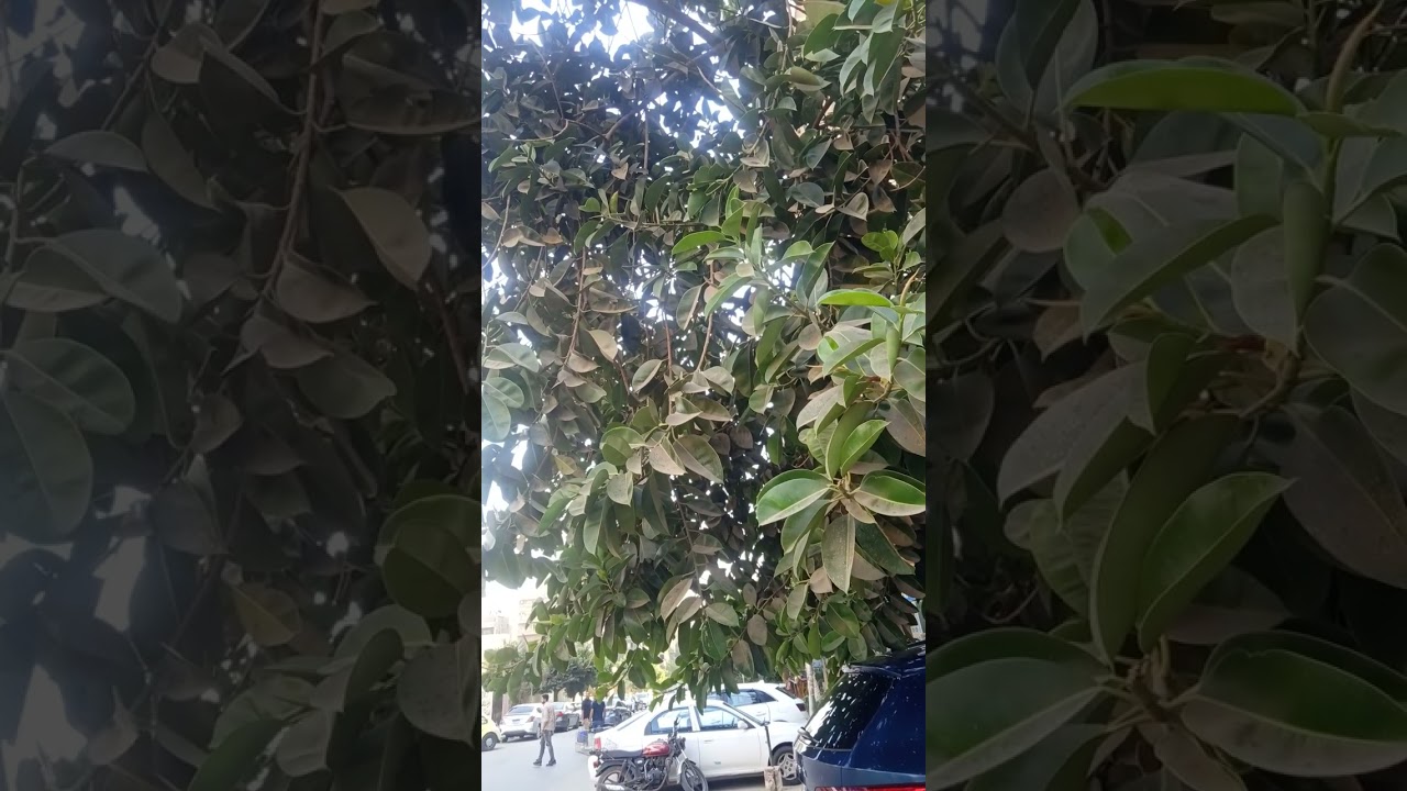 الفيكس ديكورا