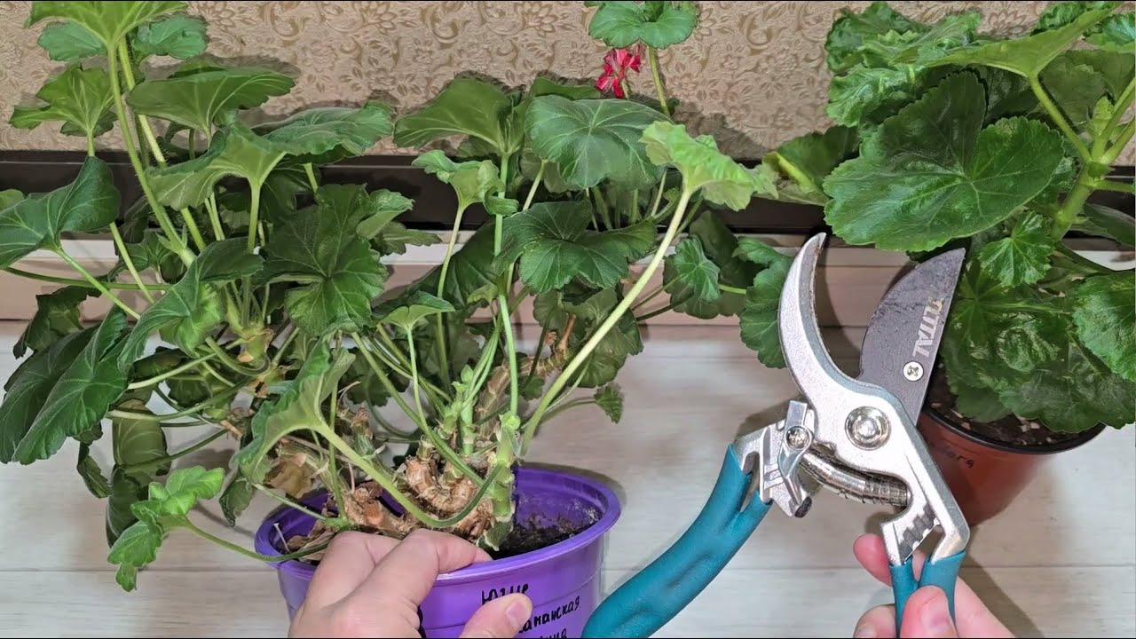 СДЕЛАЙ ЭТО в январе с ГЕРАНЬЮ, чтобы куст не желтел зеленел все лето как не в себя цвел, быстро рос