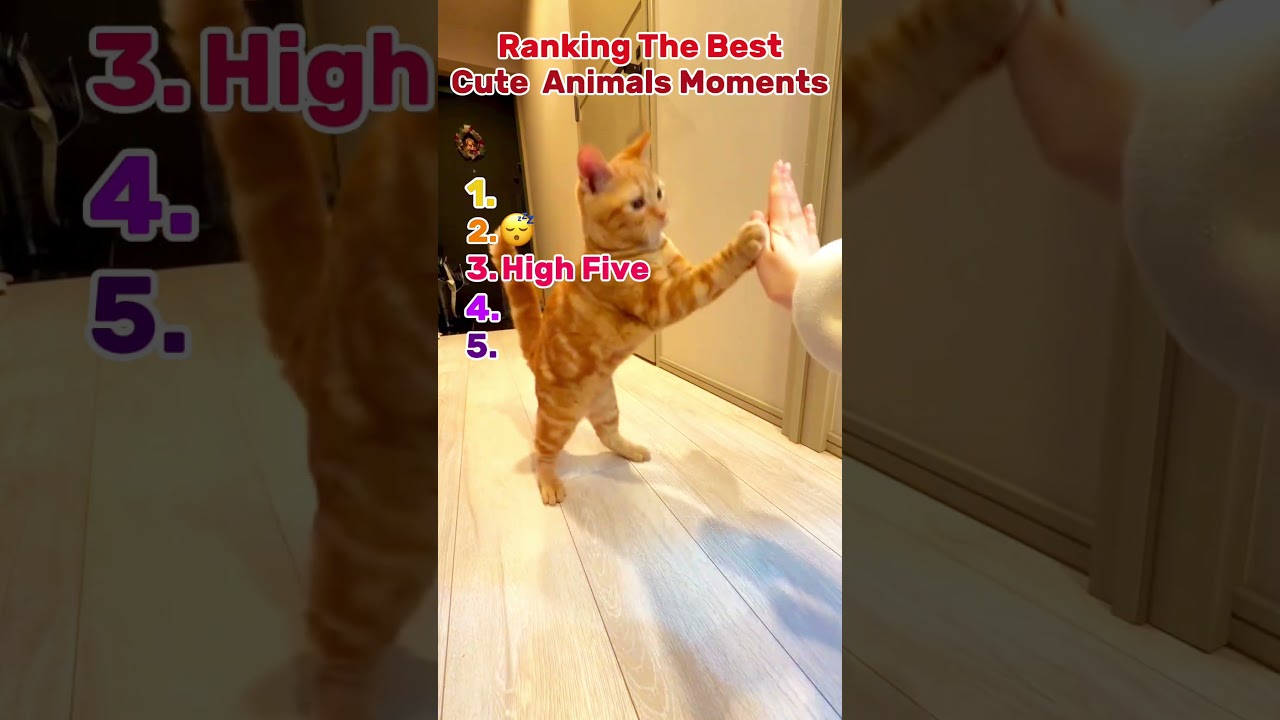 Best Cute Animal Moments 