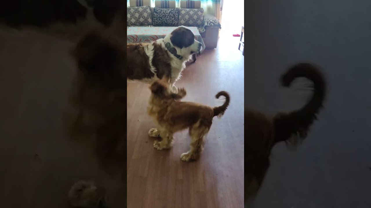SO CUTE 😍 😍 St.Bernard and Cocker Spaniel playing rope.  MUST WATCH!