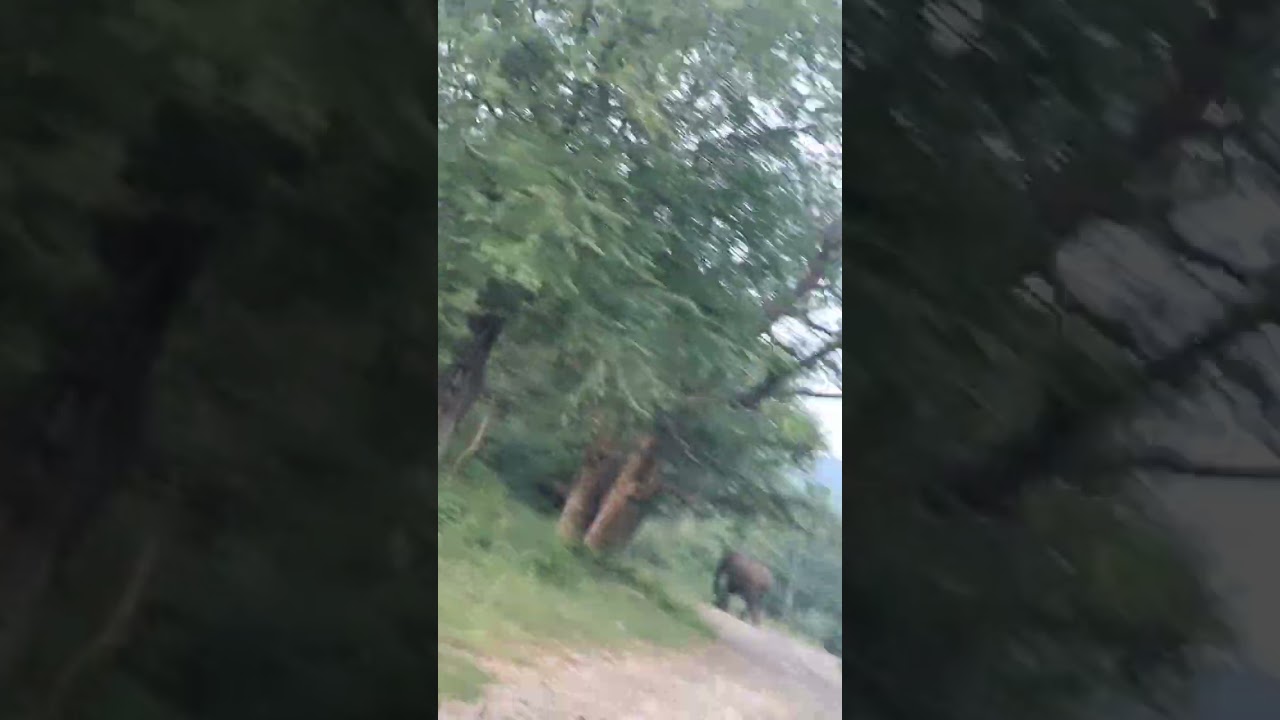elephants crossing the road at muthathi forest #elephant #wildlife #nature