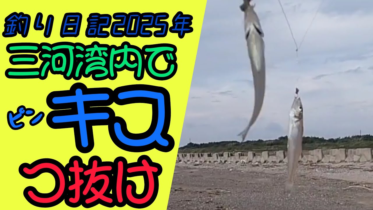 三河湾湾内でキスを狙った結果つ抜け達成