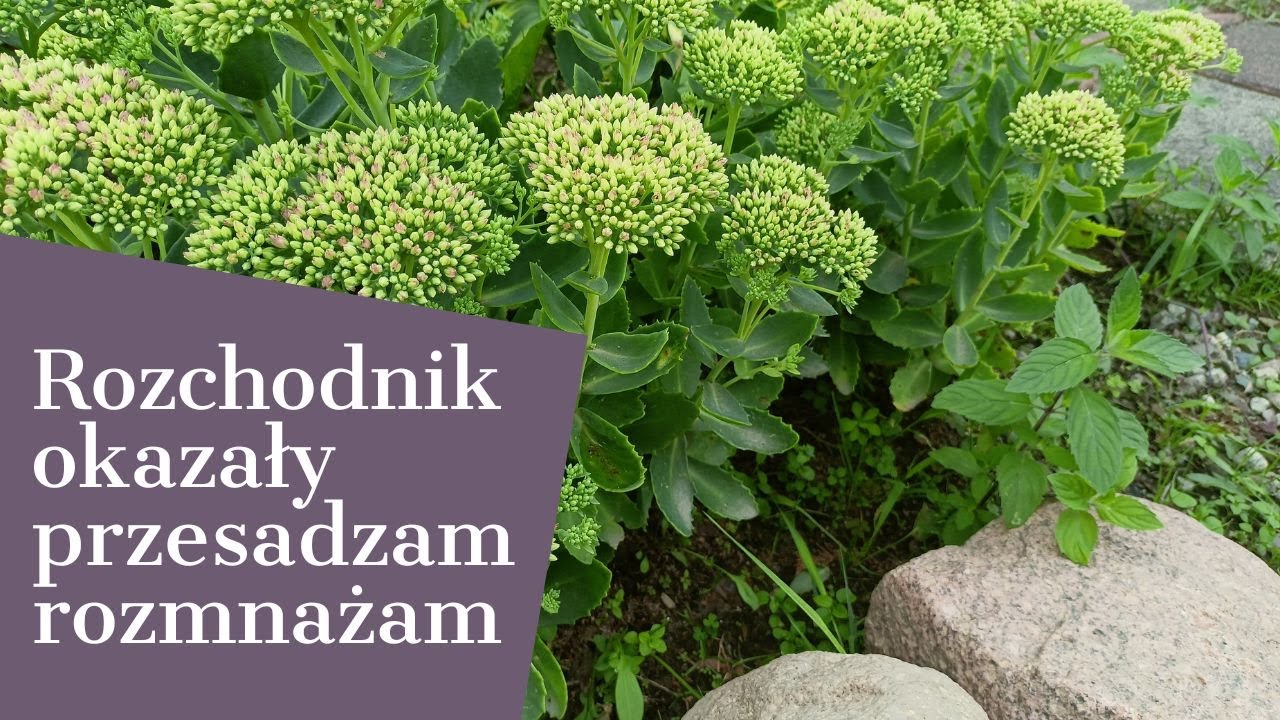 ROZCHODNIK OKAZAŁY PRZESADZAM I ROZMNAŻAM 🌹🥀🌺