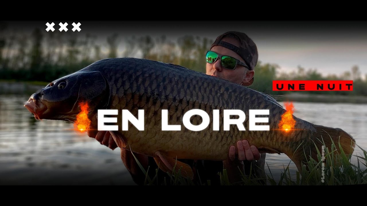 Rencontre avec une carpe commune de Loire record!!!