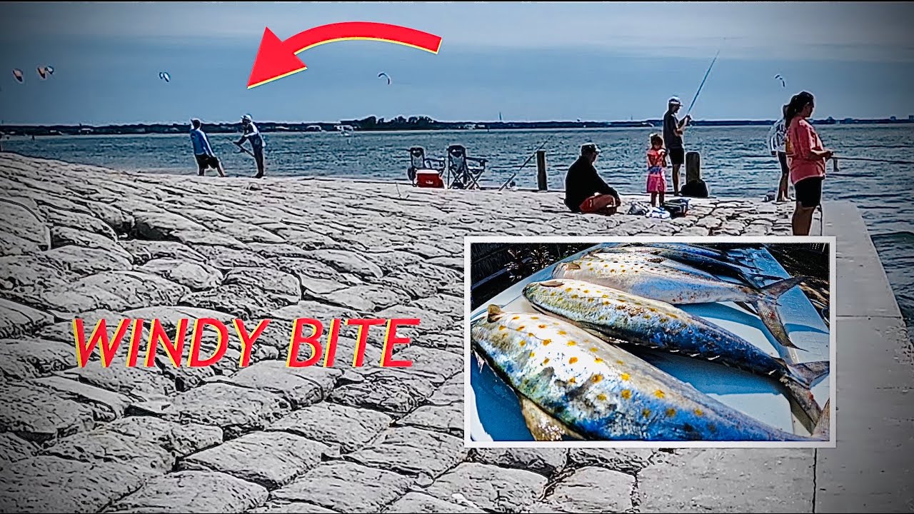 ESCAPE From the WIND for SURPRISING Catches at Dunedin Causeway, Florida 🌊🐟