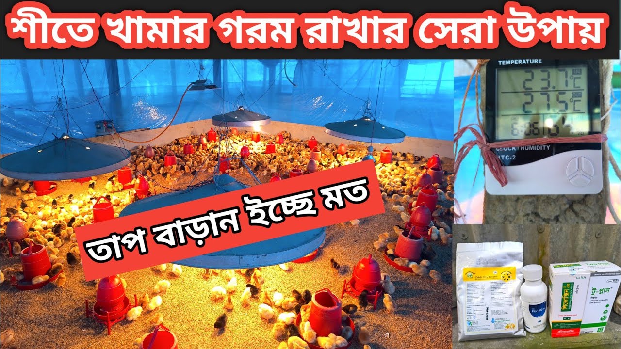 শীতে মুরগির খামারের তাপমাত্রা বাড়ান ইচ্ছে মত। #শীতে ব্রুডিং এর সেরা ঔষধ কি কি।