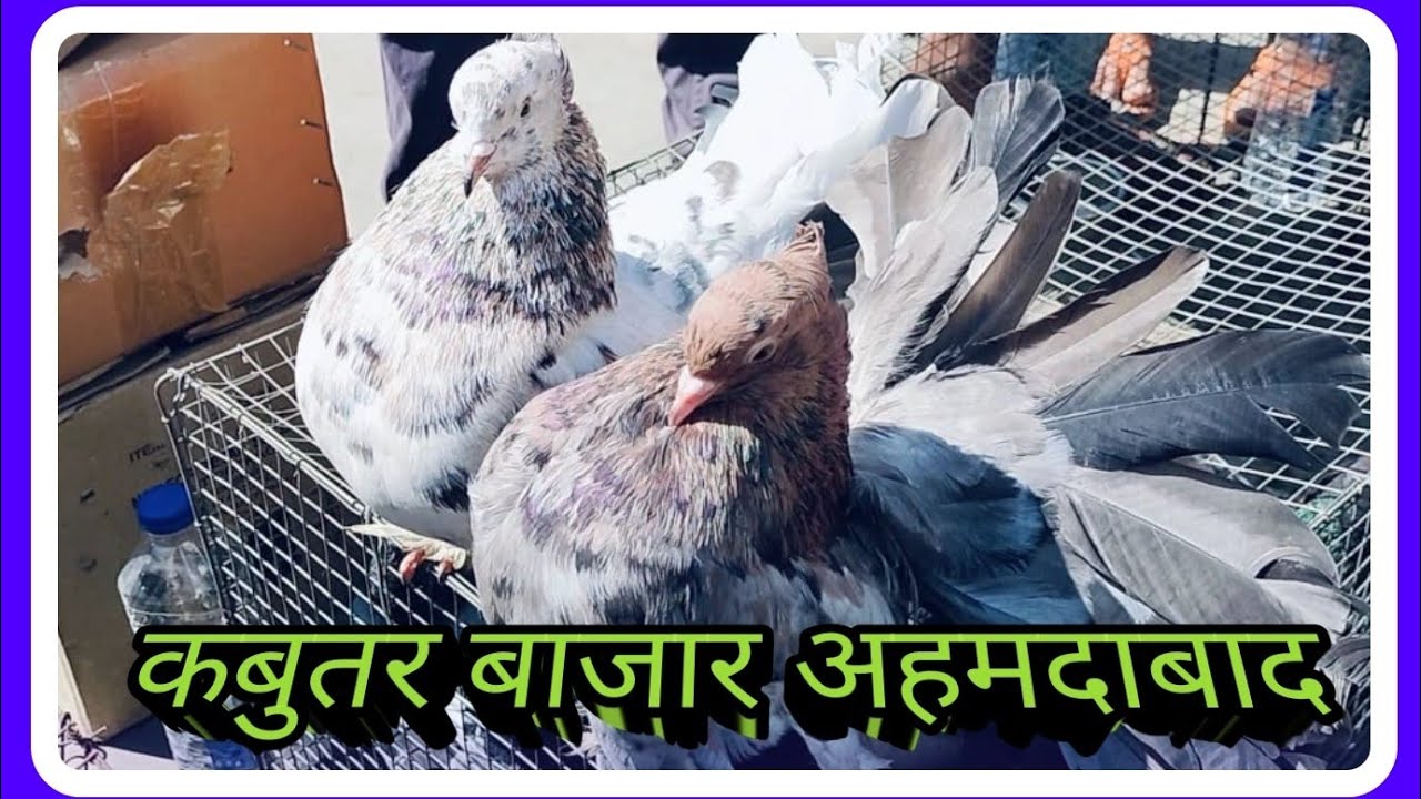 Kabootar Bajar Ahmedabad | कबुतर बाजार अहमदाबाद | #kabootar