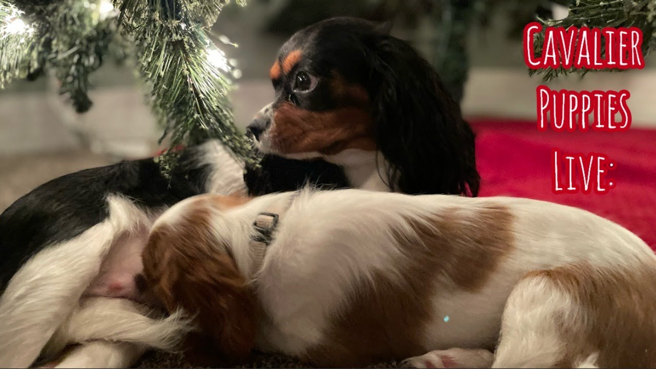 Cavalier Puppy Livestream: Charlotte Learns How to Be a Big Dog
