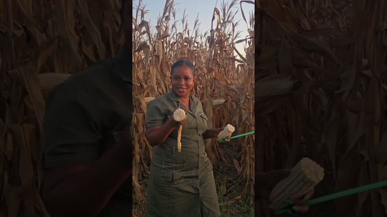 24/25 Dryland crop production update Zimbabwe SC 555, Early maturity SC 661, Medium maturity 🐘SC 727