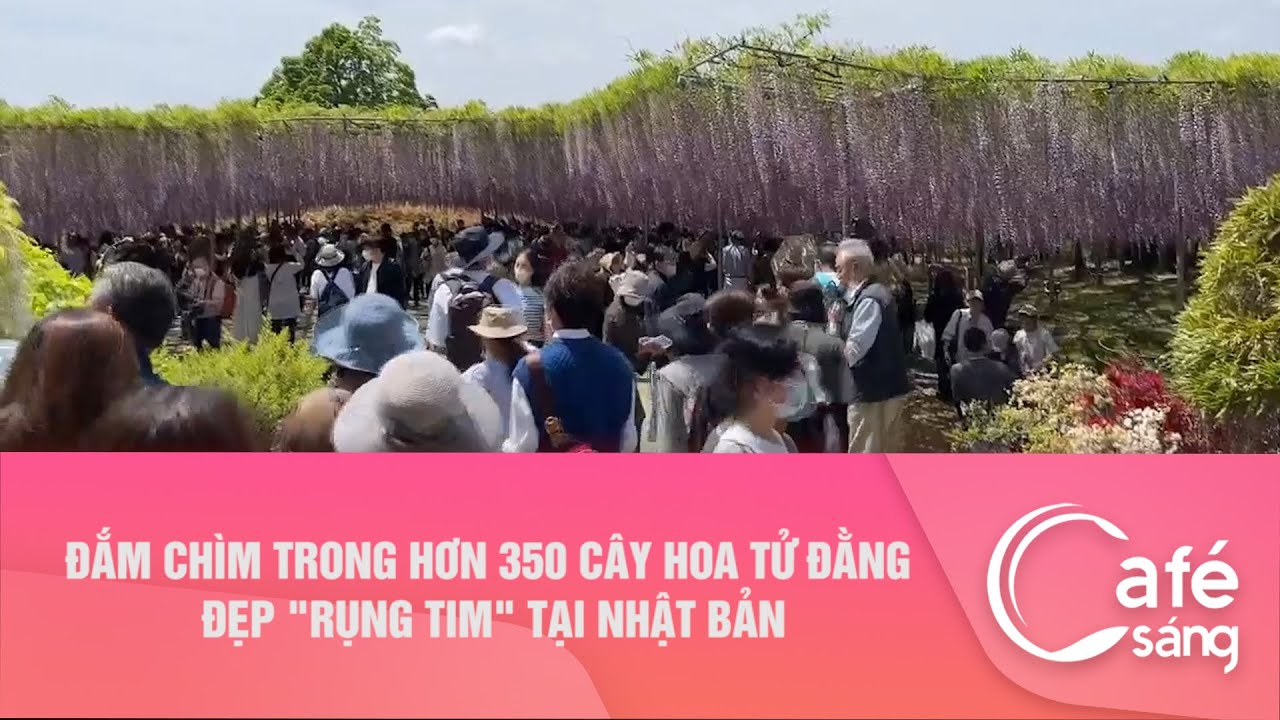 ĐẮM CHÌM TRONG HƠN 350 CÂY HOA TỬ ĐẰNG ĐẸP 