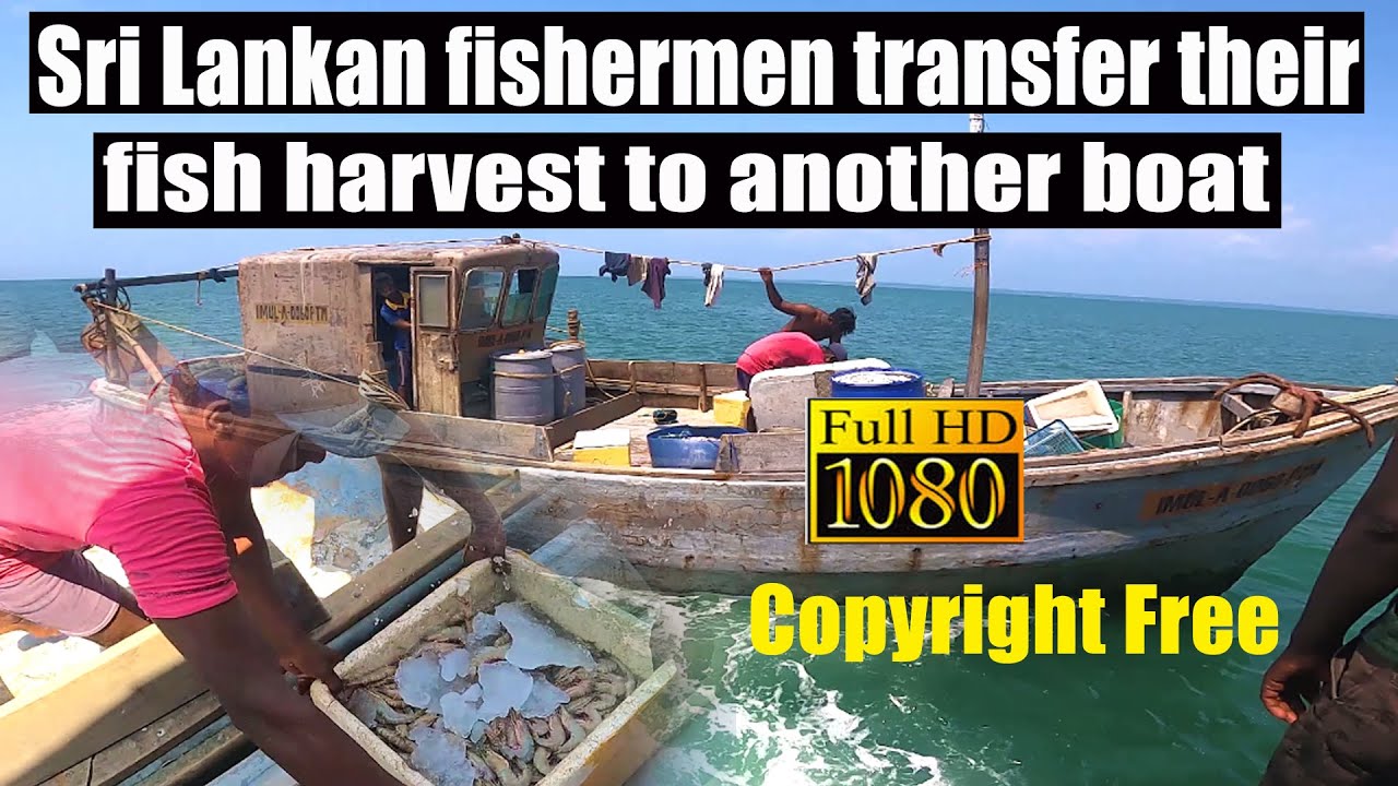 Sri Lanka fishermen transfer their fish harvest to another boat |COPYRIGHT FREE VIDEOS | FREE VIDEOS