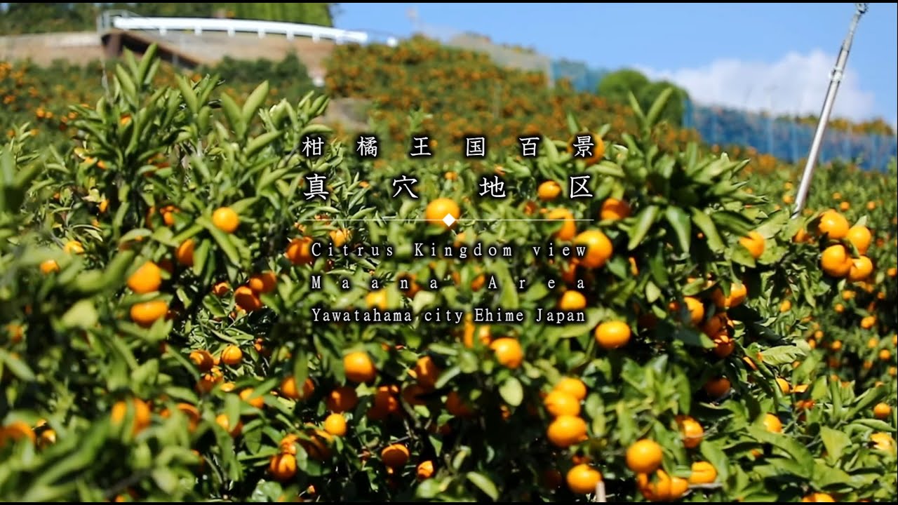【真穴】柑橘王国百景（愛媛県八幡浜市）
