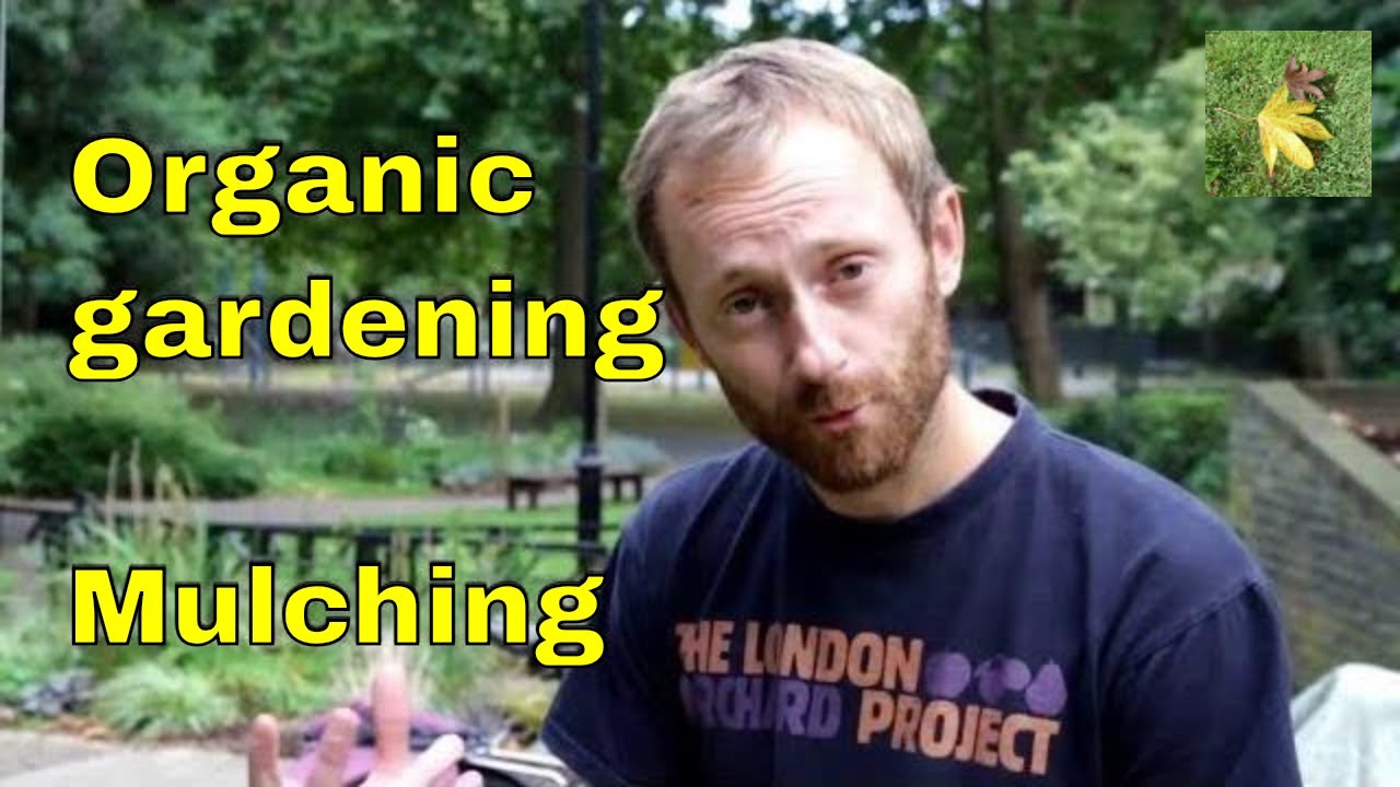 Mulching trees - apple & fruit tree organic gardening tips - tree and shrub care - leaf mulch