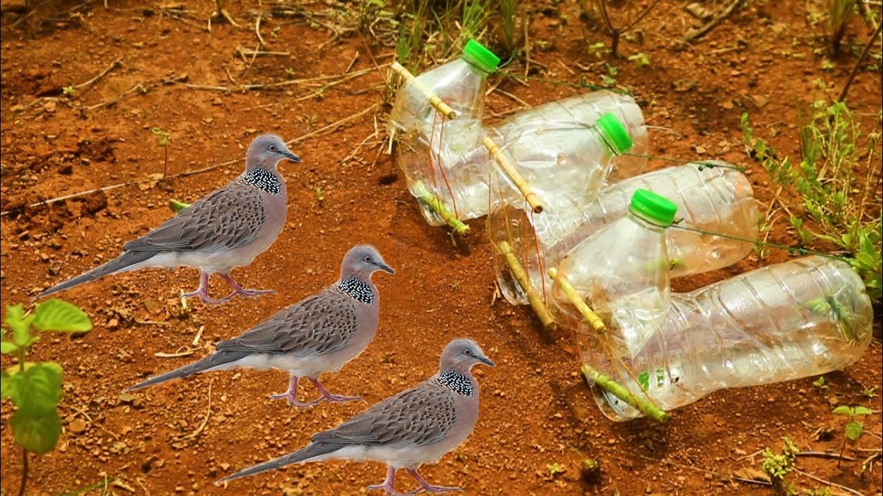 Fantastic Unique Bird Trap Using Wood Band - Build Easy Bird Trap garden 🐦&zwj;⬛