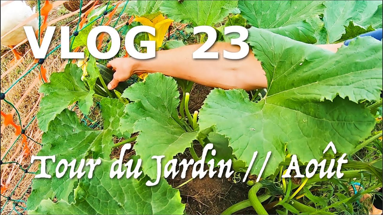 Tour du Potager et R&eacute;colte // Ao&ucirc;t 2020 -Vlog 23-