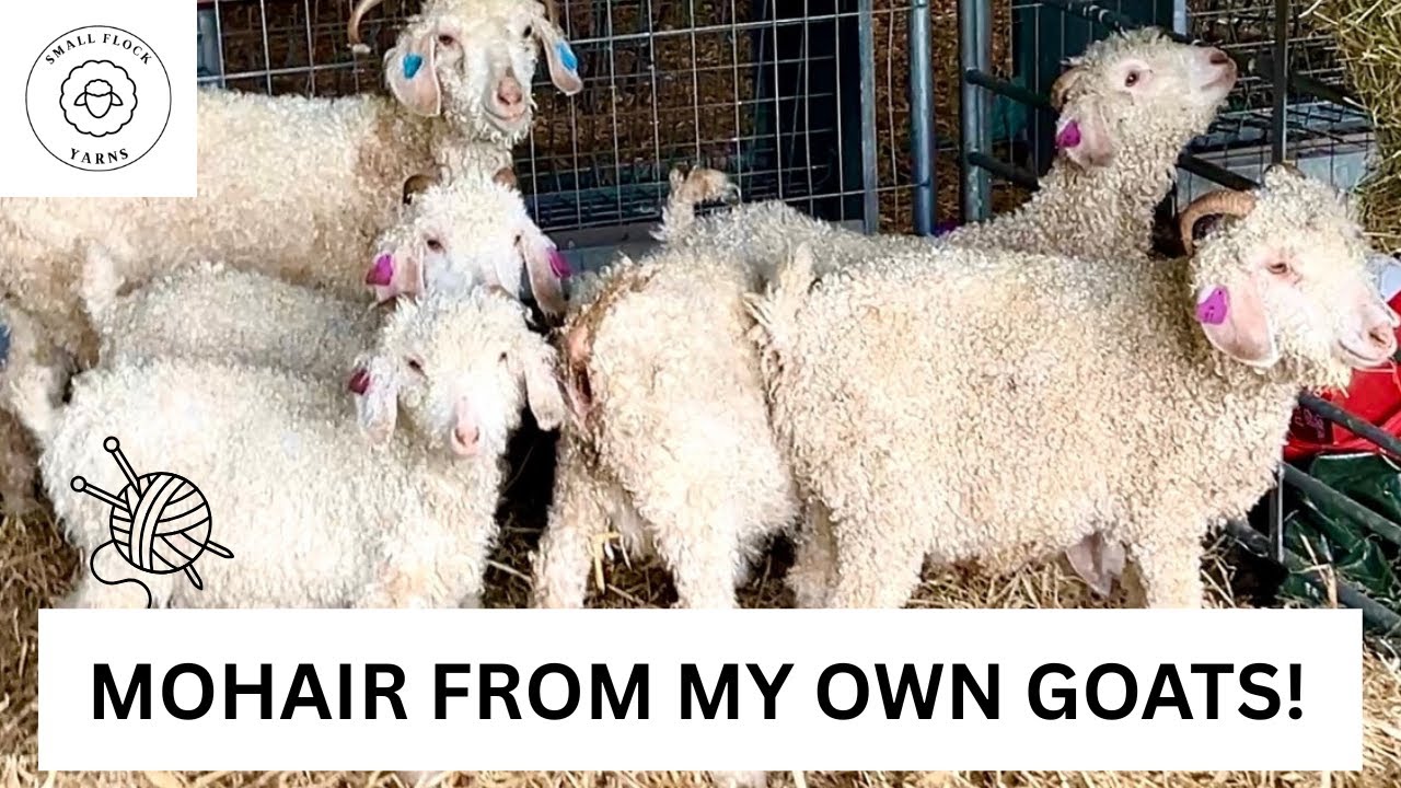 Starting Our Mohair Journey: Raising Angora Goats for Hand Knitting Wool
