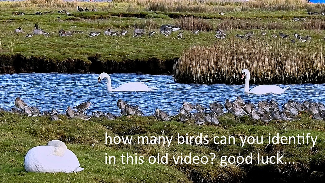 try and identify the birds in this video i took from stanpit marsh a long time ago, just for fun..