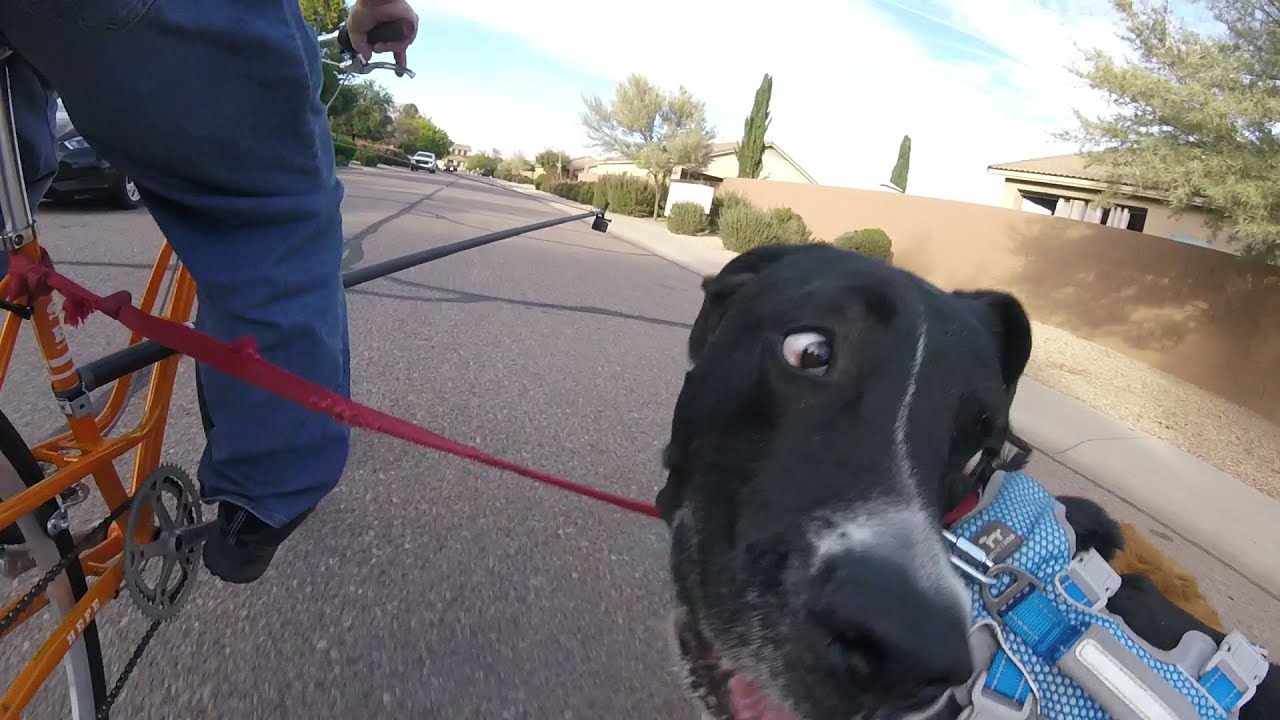 2 cameras and 2 dogs