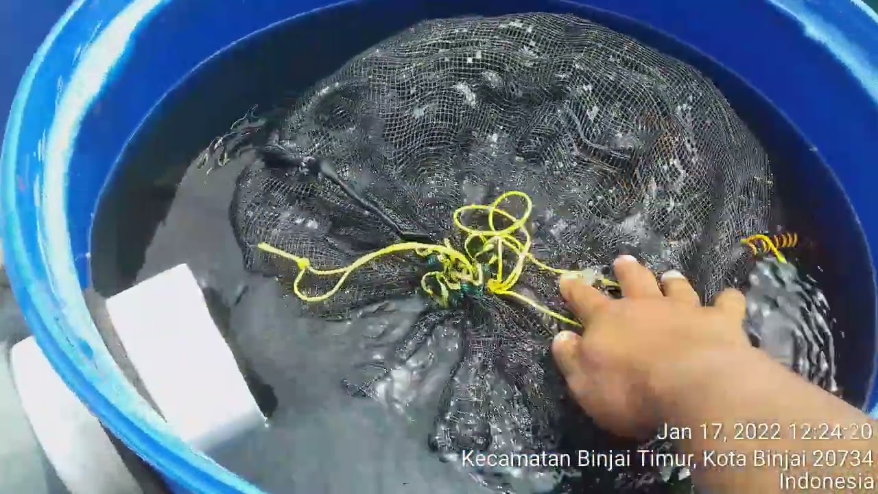 Penyaringan kotoran pada air kolam nila sistem RAS