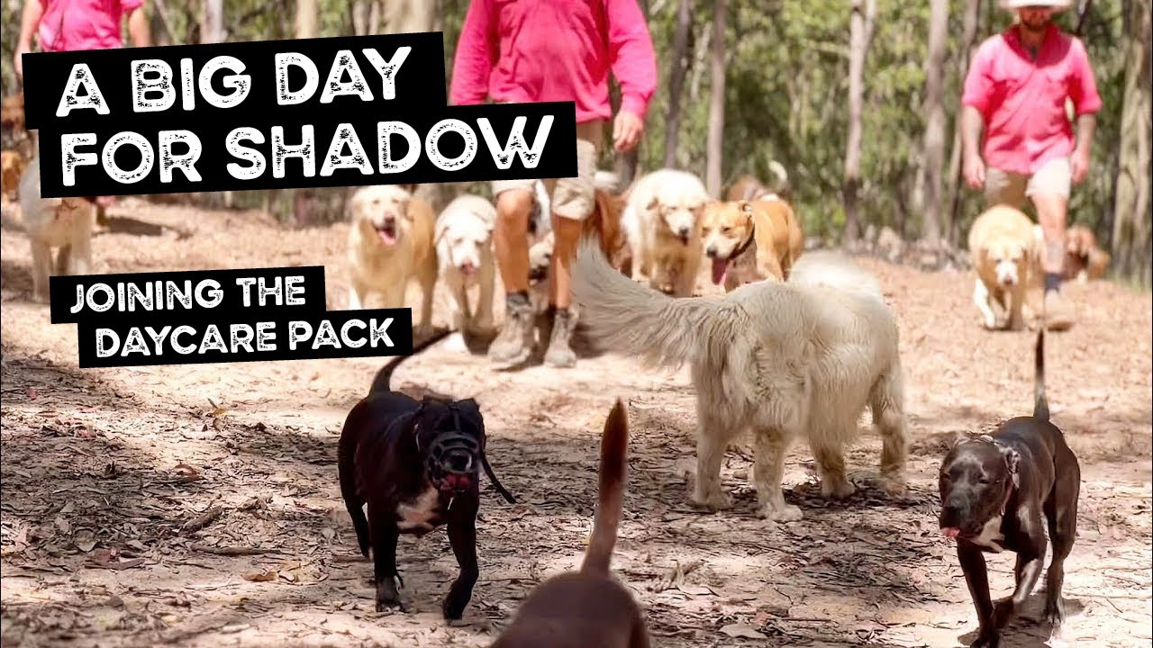 A Big Day for Shadow Joining the Daycare Pack