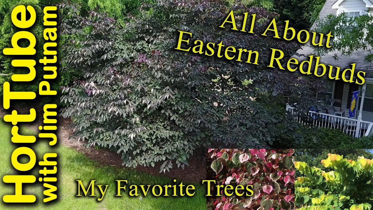 All About Eastern Redbuds - My Favorite Trees