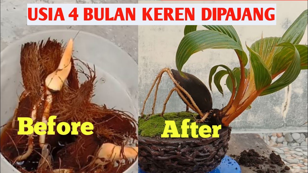 BONSAI KELAPA 4 BULAN // PROSES DARI NOL SAMPAI JADI