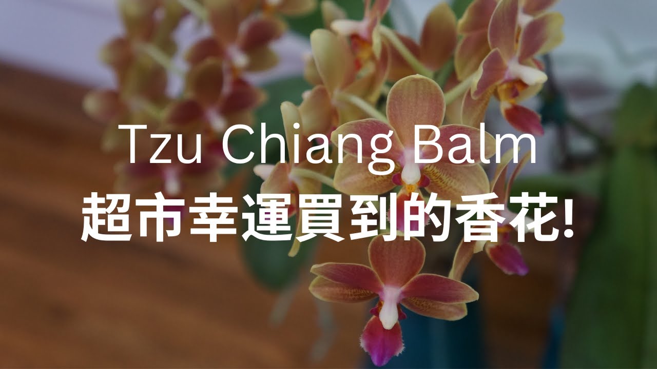 [CC/字幕] Fragrant! These Grocery Store Finds Are Actually... | Orchid Care Tips