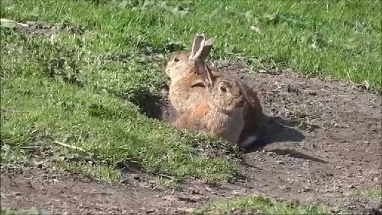 Konijnenheuvel Sloterpark Amsterdam Nieuw-West