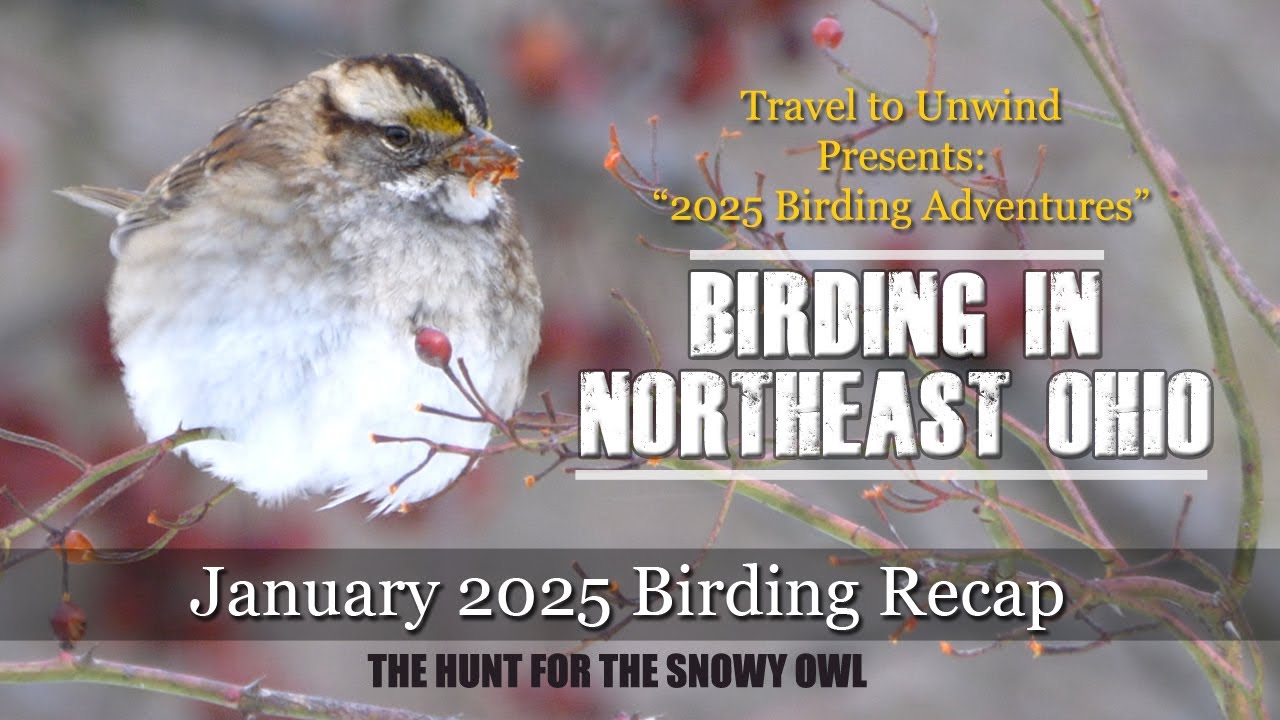 2025 Birding Adventures in Northeast Ohio - My January Recap