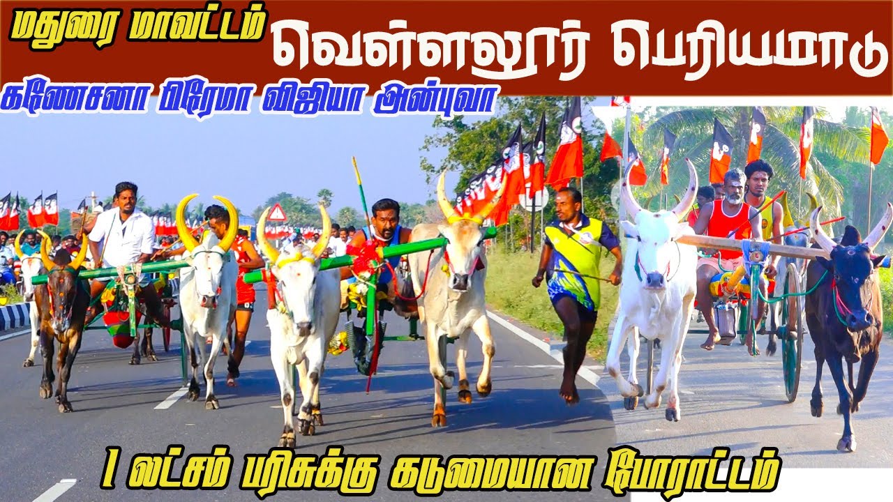 பெரியமாடு வெள்ளலூர் 07.02.2026