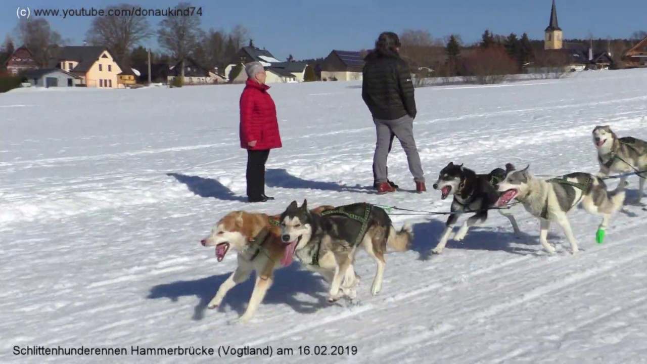 Schlittenhunderennen Hammerbrücke (Vogtland) am 16.02.2019