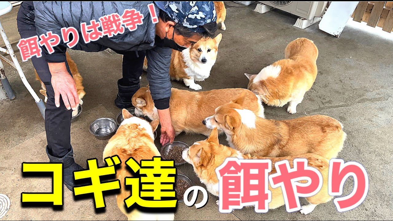 【DogHill】コーギー逹の餌やりタイム【コーギーブリーダー】