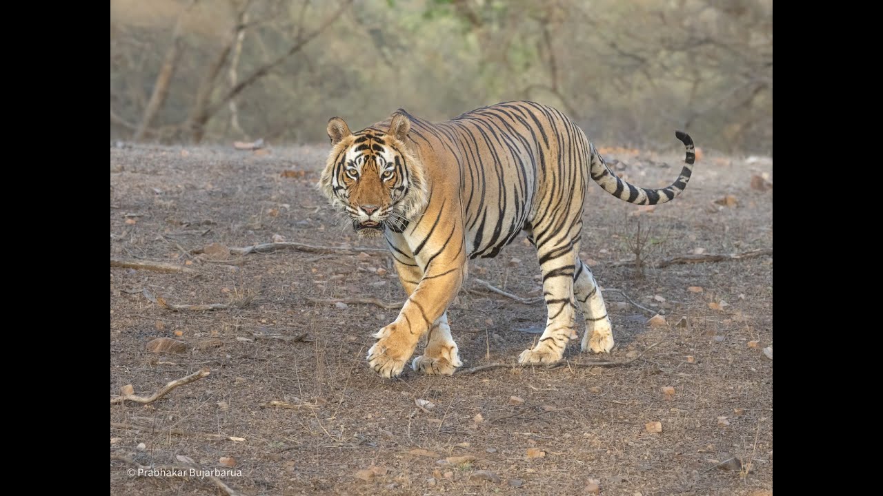 Ranthambore National Park - Wish you were here
