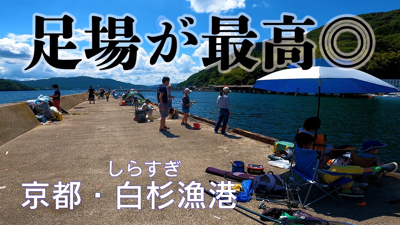 【釣り場動画#105】アジの泳がせ釣りでアコウと青物、秋のアオリイカが面白い！足場が最高な京都舞鶴の白杉漁港