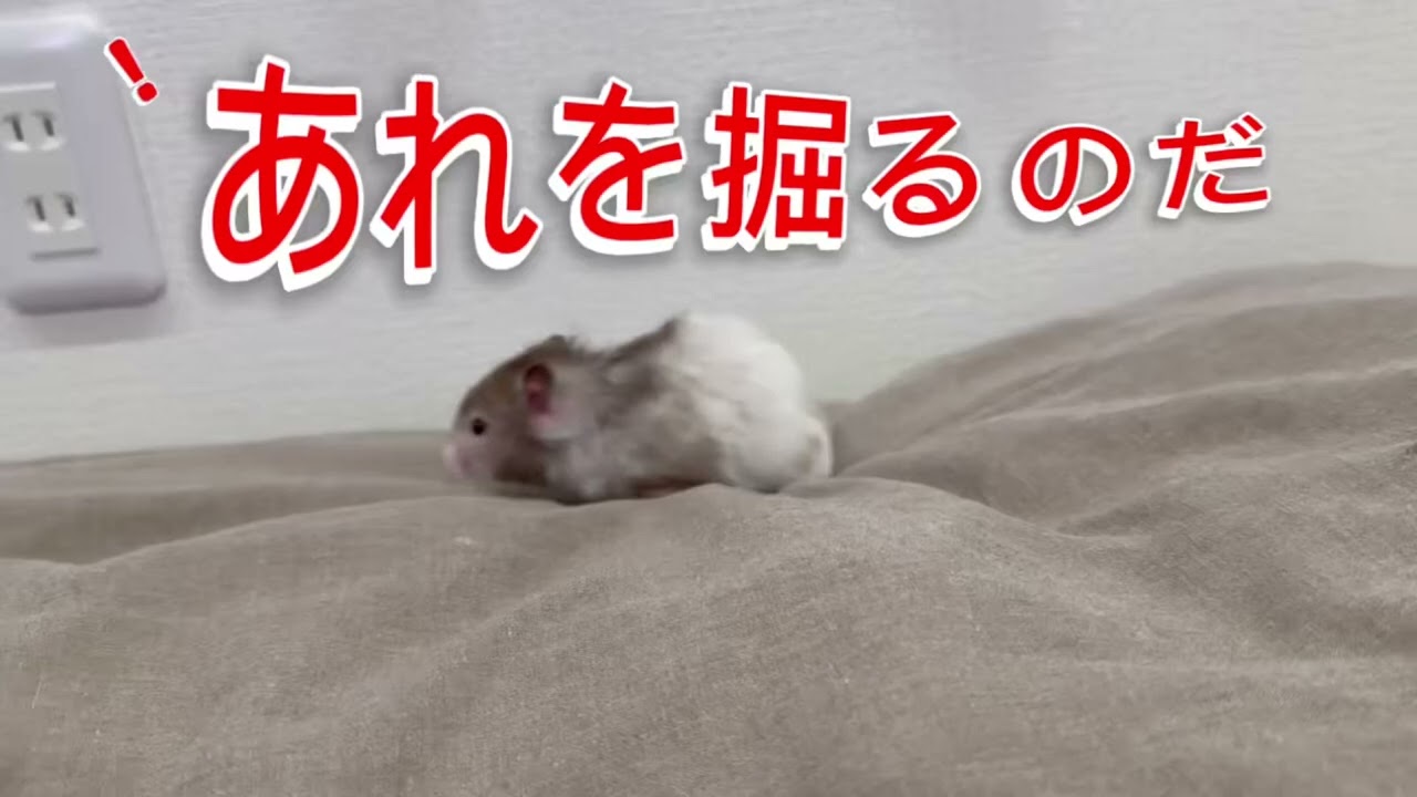 【ハムスターhamster】すぐ穴を開けるハムスター