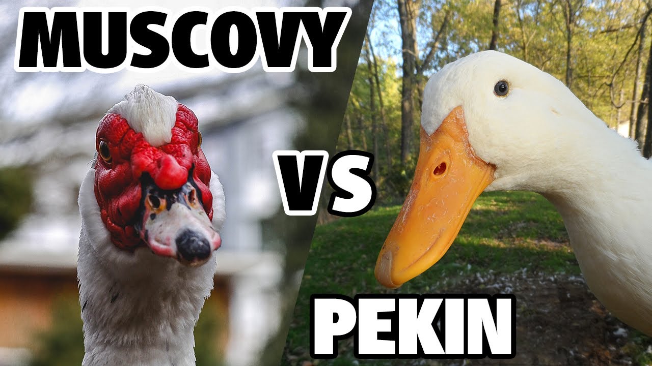 Muscovy Vs Pekin Ducks